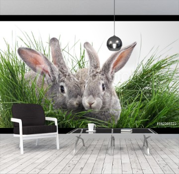 Picture of Grey rabbits